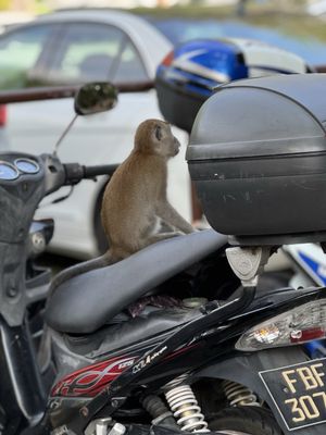 Bukit Timah Nature Reserve by null