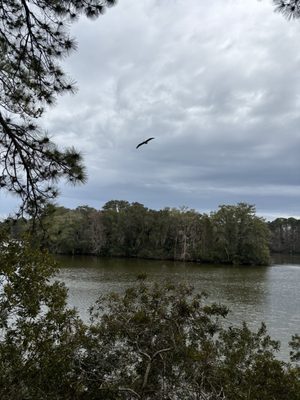 Sea Pines Forest Preserve by null