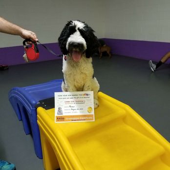 Karma Dog Training - Graduate! - Pet Training Near Me - Granada Hills, California Karma Dog Training - Graduate! - Pet Training Near Me - Granada Hills, California