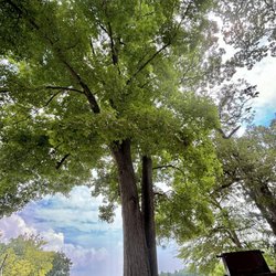 Parvin State Park - Beautiful say, despite acorns falling all around us lol (7/8/24)