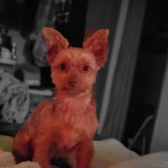 Boulevard Animal Clinic - Chewy - Veterinarians Near Me - Olympia, Washington