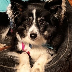 Penn Animal Hospital - Honey is never skiddish walking in the door here.
