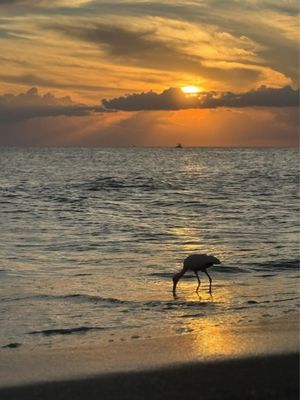 Venice Beach by null