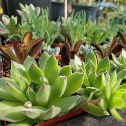 RA Texas Nursery Gravel & Stone - Large selection of succulents