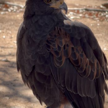 Sky Falconry - Harris Hawk - Specialty Schools Near Me - Alpine, California Sky Falconry - Harris Hawk - Specialty Schools Near Me - Alpine, California