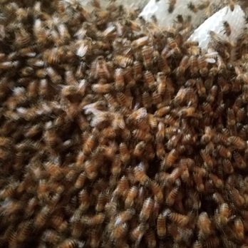 Discount Bee Removal - Pest Control Near Me Discount Bee Removal - Pest Control Near Me