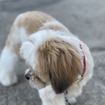 Copperfield Dog - Pet Groomers Near Me - Houston, Texas