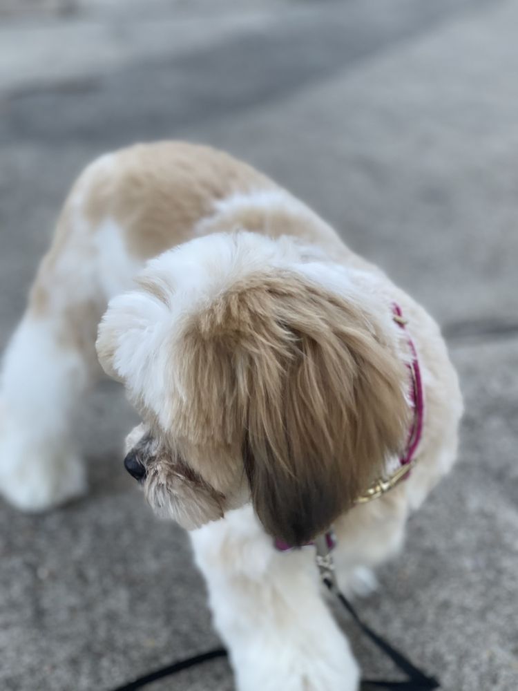 COPPERFIELD DOG Updated September 2024 46 Photos & 25 Reviews