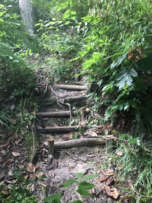 The Nature Conservancy Apalachicola Bluffs and Ravines Preserve (Garden of Eden trail) by null