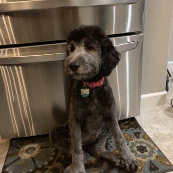 Petco - Pet Training Near Me - Manteca, California Petco - Pet Training Near Me - Manteca, California