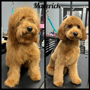 Knotty Paws - Pet Groomers Near Me - Sartell, Minnesota Knotty Paws - Pet Groomers Near Me - Sartell, Minnesota