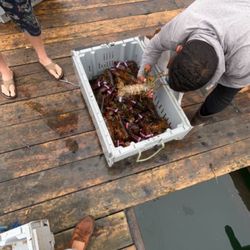 Stonington Lobster Co-Op - Checking sex of lobster
