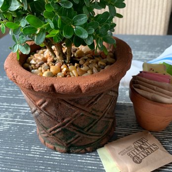 Tiny Boxwoods - They are know for their great selection of Tiny Boxwoods. - New American Near Me - Houston, Texas Tiny Boxwoods - They are know for their great selection of Tiny Boxwoods. - New American Near Me - Houston, Texas