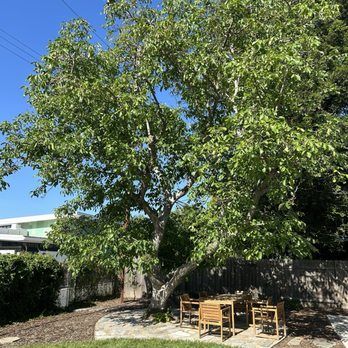 Yolo County Arborist - Walnut tree after trimming - Tree Services Near Me