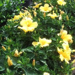 Walmart Garden Center