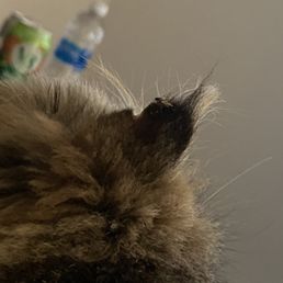The chunk in her ear.