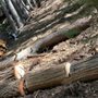 Photo of Galvan Tree Services
