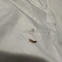 The bug