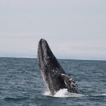 Discovery Whale Watch - Whale Watching Tours Near Me - Monterey, California