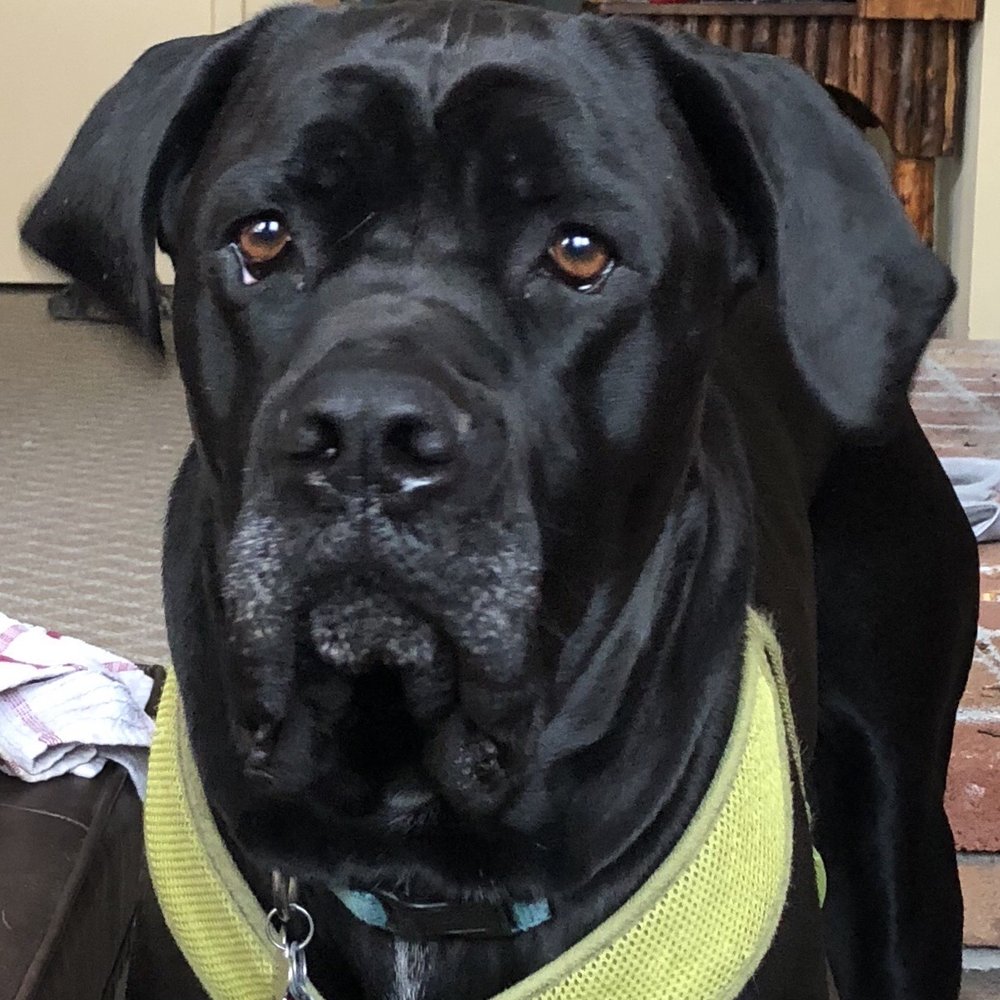 Chris's Restaurant - a black dog with a yellow collar - Bars Near Me - Wallingford, Connecticut