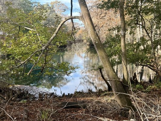 Manatee Springs by null