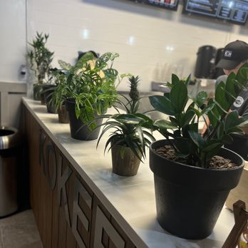 Kokee Tea - Cute! - Coffee & Tea Near Me - Fredericksburg, Virginia
