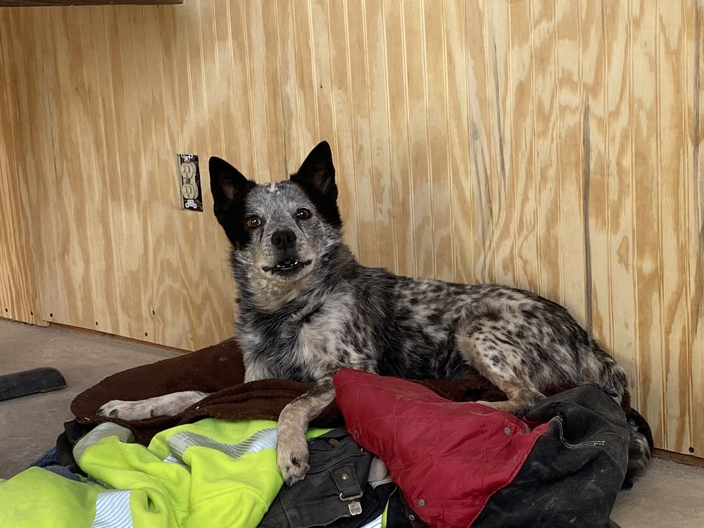 LONG RUN PET HOSPITAL Updated September 2024 382 G C And P Rd