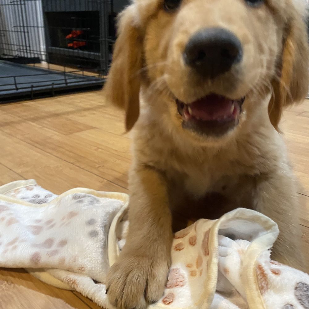 Windy Acres Kennels - Golden retriever Bourbon - Pet Training Near Me - Freeland, Michigan Windy Acres Kennels - Golden retriever Bourbon - Pet Training Near Me - Freeland, Michigan