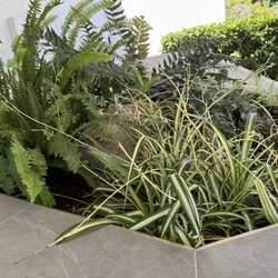 Eye Medical Center of Fresno - Plants outside main sliding doors.