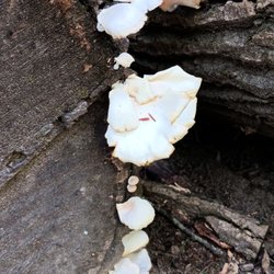 Chapel Cave