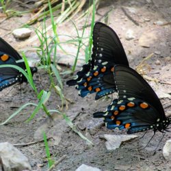 Goldsmith Schiffman Wildlife Sanctuary - Black Swallowtail Butterflies