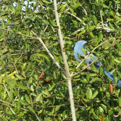 Brevard County - Scrub Jay