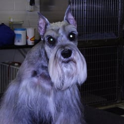 K9 Grooming
