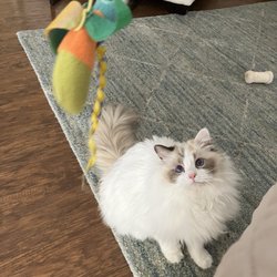 Rustic Ragdolls - Ragdoll cat