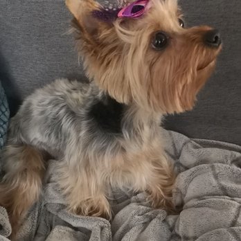 Tailwaggers - Pet Groomers Near Me - Las Vegas, Nevada