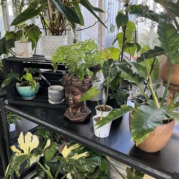Plantology Café - Coffee & Tea Near Me - Oceanside, California