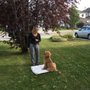 Photo of Happy Dawgs Obedience Training