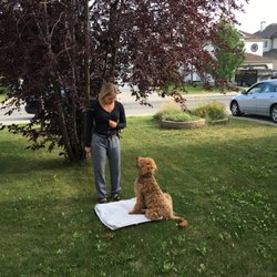 Happy Dawgs Obedience Training - Rosie - Beginners Obedience course, practicing sit-stay on place