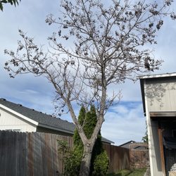 Israel's Handyman Services - Tree Removal