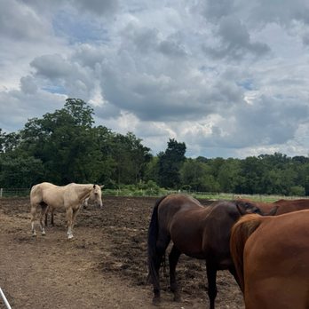 La Finca NJ - Horses around parking/ waiting area. - Horseback Riding Near Me - Whitehouse Station, New Jersey La Finca NJ - Horses around parking/ waiting area. - Horseback Riding Near Me - Whitehouse Station, New Jersey