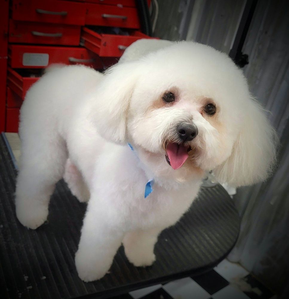 K9 Cuts & Kennels - pet boarding facility in Kenedy, TX