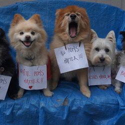 Doggies Heaven