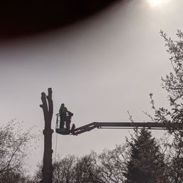 Lift equipment and chainsaw taking down our dead tree in pieces.