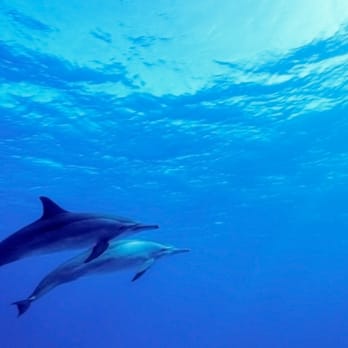 Dolphin Touch Wellness Center - Dolphin Energy abounds at Dolphin Touch Wellness Center! - Massage Therapy Near Me - Kapaa, Hawaii Dolphin Touch Wellness Center - Dolphin Energy abounds at Dolphin Touch Wellness Center! - Massage Therapy Near Me - Kapaa, Hawaii