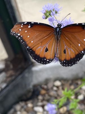 South Texas Botanical Gardens & Nature Center by null