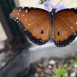 South Texas Botanical Gardens & Nature Center