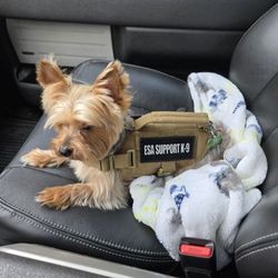 Kroger - My service animal