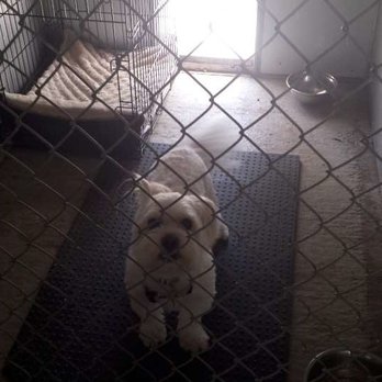 KOZY KENNELS - Pet Boarding Near Me - Red Deer County, Alberta