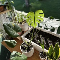 Brookside Farms Nursery - Monsterra