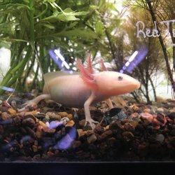 Axolotls are awesome!